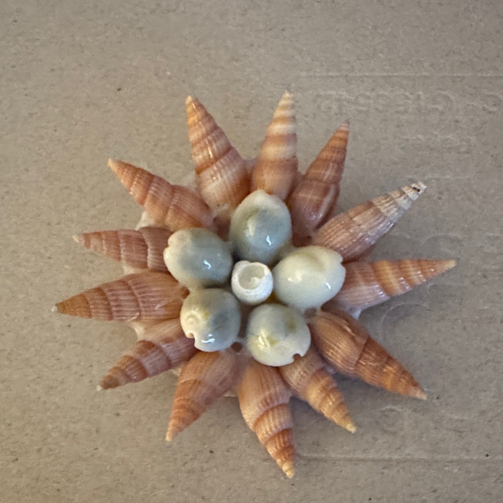 Seashell Starburst Brooch